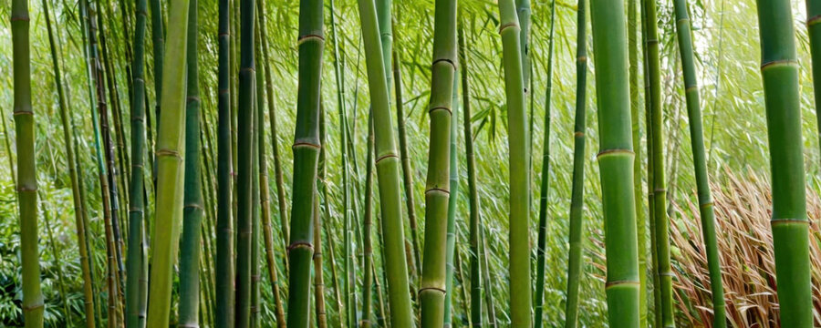 Photography of bamboo grove in dense forest, great for nature and travel images