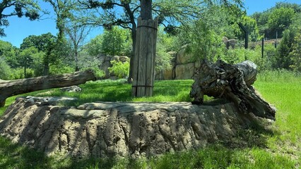 old tree trunk © harshavardhan