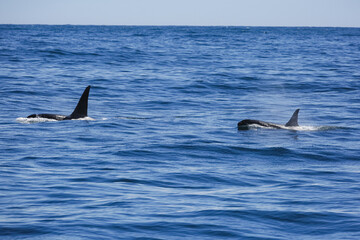 Fototapeta premium Two killer whales off the coast of Alaska.