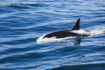 Naklejka premium A killer whale swims just off the coast of Alaska, through cold ocean waters.