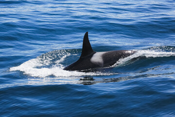 A killer whale swims just off the coast of Alaska, through cold ocean waters.