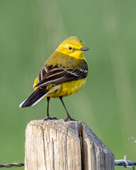 Single male yellow wagtail. Red listed, British wild bird.