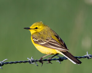 Single male yellow wagtail. Red listed, British wild bird.