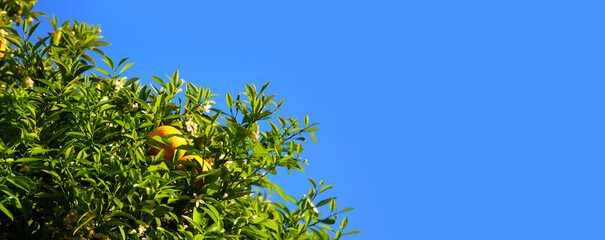 Orange fruit hanging on tree