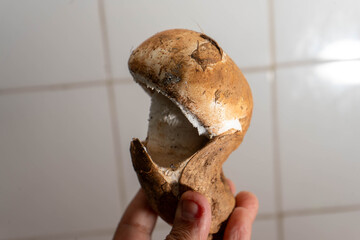 Freshly foraged wild mushrooms, Amanita Ponderosa (Cilarcas) with soil still attached, showcasing their natural texture and earthy authenticity.