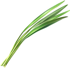 Fototapeta premium Fresh green lemongrass stalks isolated on herb food plant spice aroma on transparent background