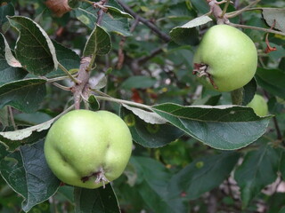 apples on tree