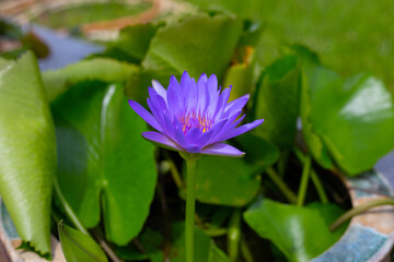 Beautiful water lily. Lotus flower with green leaves
