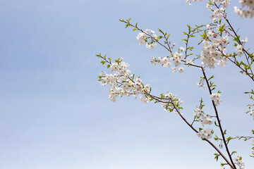 Branches of sakura flowers, cherry blossom