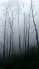 Obraz premium foggy forest filled with lots of trees