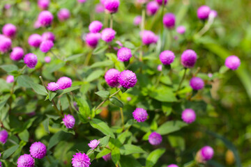 Globe amaranth pink flower or bachelor button flower