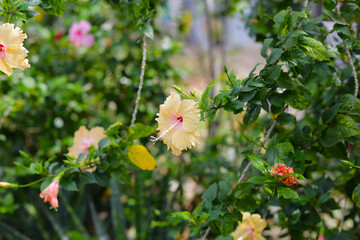 Hibiscus flowers bloom beautifully amidst lush green foliage. A vibrant display of tropical flora