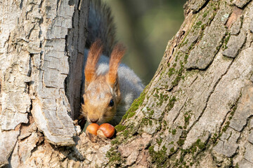 A red squirrel Sciurus vulgaris is perched on a tree, reaching for a hazelnut.