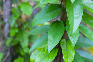 Fresh tiliacora triandra green leaves