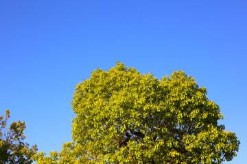 Green branches contrast with the blue sky.