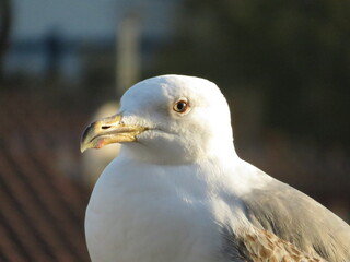 Portrait de goéland leucophée