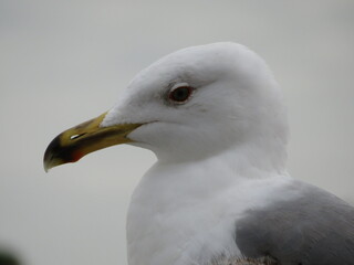 Portrait de goéland leucophée