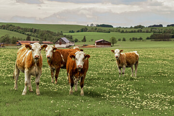 Cows grazing on a lush green meadow in spring. A peaceful rural scene capturing farm life, blooming nature, and the harmony between livestock and the environment.