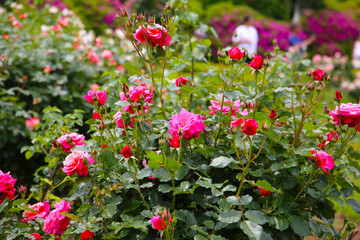 Beautiful pink roses in full bloom at the Japan Rose Garden.