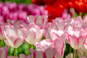 Selective focus of white pink flowers with green leaves in garden, Tulips from a genus of...