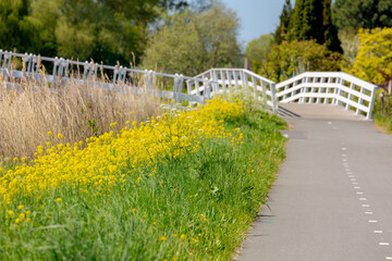 Rapeseed or Oilseed rape with yellow flower on the side walk or bicycle lane, White mustard...
