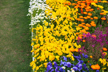 A variety of flowers in a vibrant and colorful flower garden in full bloom at a park in Japan