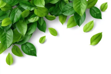 Lush Green Leaves: A Vibrant Botanical Corner