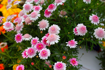 A variety of flowers in a vibrant and colorful flower garden in full bloom at a park in Japan