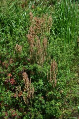 Common sorrel (Rumex acetosa) flowers. Polydonaceae perennial plants. Pale green flowers with a reddish tinge bloom in early summer. Edible and medicinal.