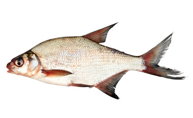 Freshwater fish isolated on white background. This fish is known as common bream