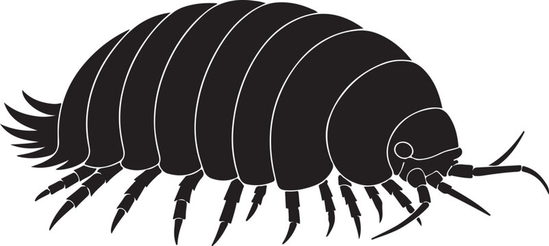 Giant Isopod vector silhouette on white background
