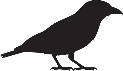 Indian Roller bird vector silhouette on white background