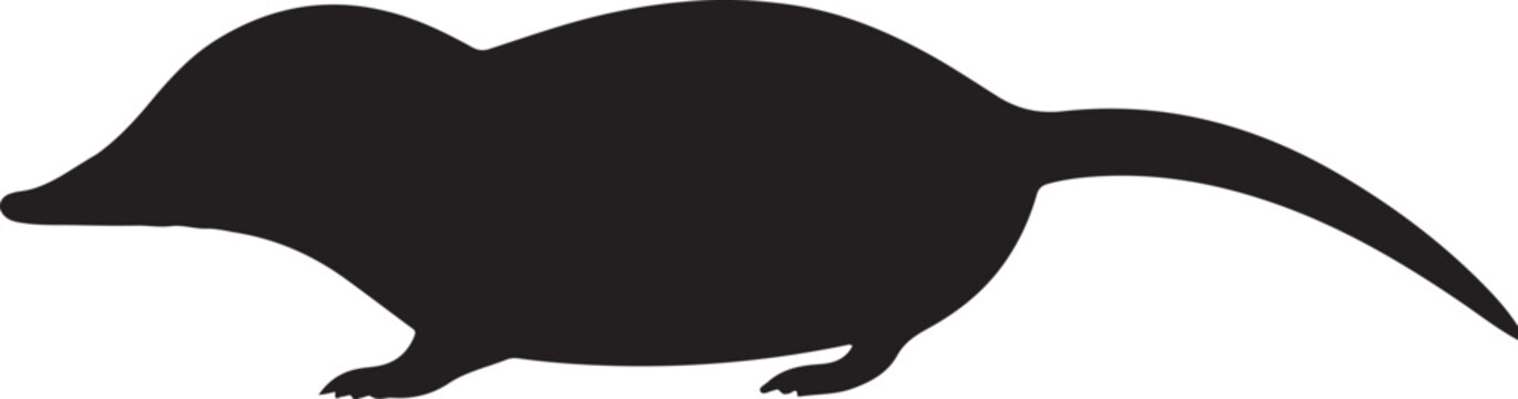 Indian Tree Shrew vector silhouette on white background