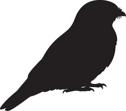 Nightjar bird vector silhouette on white background