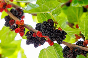 Many black mulberry bunches on tree branches. Black morus berries in garden. Mulberry tree with ripe morus fruit outdoor. Superberry Black Mulberry Tree.