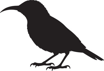 Orange-breasted Sunbird vector silhouette on white background