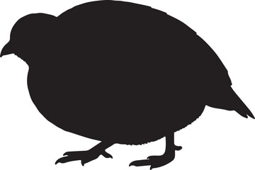 Partridge bird vector silhouette on white background