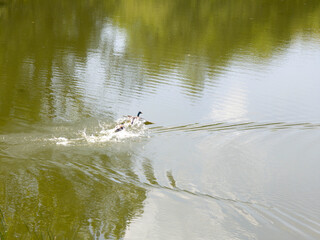 Spring Landscape of Pancharevo lake, Bulgaria