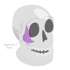 3D Isometric Flat  Illustration of Zygomatic Bone , Human Skull Anatomy