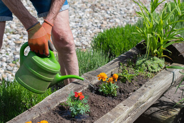 Gloved gardener happily waters bright orange marigold flowers in a wooden bed with a green watering can, surrounded by the beauty of a sunny garden in full bloom,