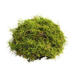 Cluster of vibrant green moss