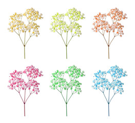 Gypsophila branch with small flowers in different colors on white background, set
