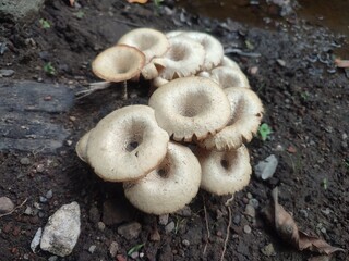 Wild mushroom growing healthily from moist soil, captured in natural light showing its organic texture and earthy surroundings in detail.