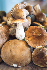 pile of brown porcini mushrooms on the table, forest, autumn