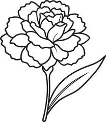 Carnation flower  line art vector isolated on white ,eps