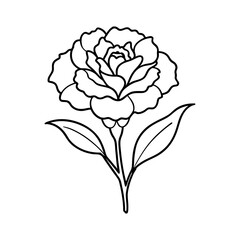 carnation flower line art vector on white or transparent PNG background