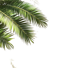 Vibrant green tropical palm fronds isolated on lush dark tree leaf plant on transparent background