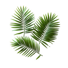 Vibrant green tropical palm fronds isolated on lush dark plant image asset on transparent background