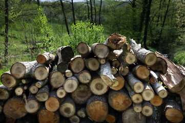 Firewood stacked and prepared for winter