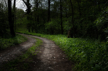 Fototapeta premium old forest road